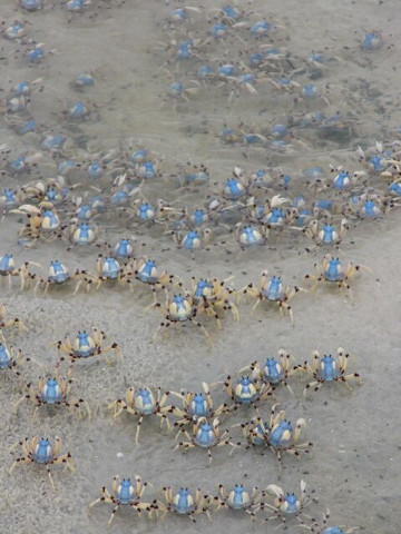 Soldier Crabs